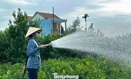 Nông dân Hội An tất bật chăm quất cảnh trước nỗi lo dịch bệnh, thời tiết