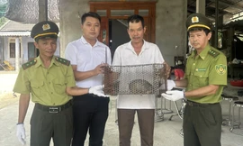 Người dân Huế giao nộp con vật hoang dã cực kỳ quý hiếm