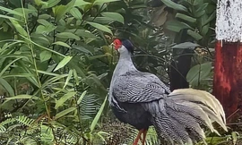 Chiêm ngưỡng vẻ đẹp loài chim ‘sách Đỏ’ được nhân nuôi, bảo tồn ở Vườn Quốc gia Bạch Mã