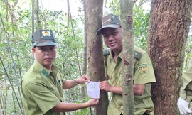 Phát hiện giống chè rừng tại Huế trùng khớp gene với chè cổ thụ quý hiếm