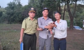 Phát hiện gà lôi trắng quý hiếm trong công viên nước ở Huế