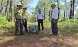 Vì sao TP Huế quyết liệt xử lý hành vi nuôi nhốt, mua bán chim chào mào?