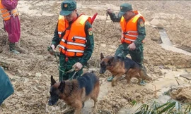 Đưa cảnh khuyển tìm kiếm người mất tích trong vụ sạt lở kinh hoàng ở Đà Nẵng