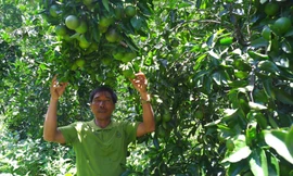 Cam Vinh trĩu quả trên đỉnh Trường Sơn, hướng thoát nghèo của người dân vùng cao Đà Nẵng