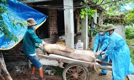 Dịch tả lợn lan 52 xã phường, Đà Nẵng xin kinh phí tiêm phòng cho lợn thịt