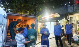 Bão số 5 áp sát, cả phường ngược xuôi giải cứu dưa hấu 