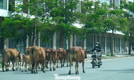 Trâu bò thả rông giữa khu dân cư, Đà Nẵng gia hạn chót xử lý