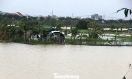 Làng rau thất thủ