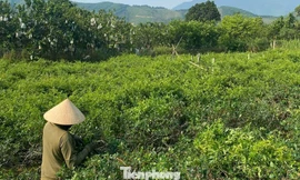 Từ ly nước 'lạ' đến vườn chè dây thoát nghèo