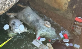 Xác lợn chết nổi lềnh bềnh trên kênh ở Đà Nẵng 