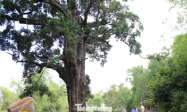 Đà Nẵng: Cây rỏi mật hơn 500 tuổi thu hút du khách có gì đặc biệt?