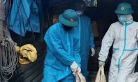 Một phường ở Đà Nẵng xuất hiện dịch tả lợn châu Phi