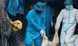 Dịch tả lợn Châu Phi nguy cơ lây lan nhanh diện rộng, Chủ tịch thành phố Đà Nẵng chỉ đạo khẩn