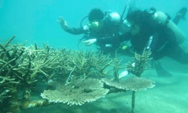 Cận cảnh lặn sâu dưới đáy biển phục hồi san hô 