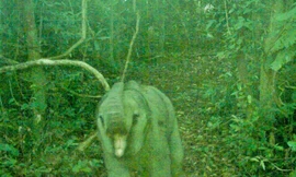 Phát hiện thêm cá thể voi con trong khu bảo tồn ở Đà Nẵng