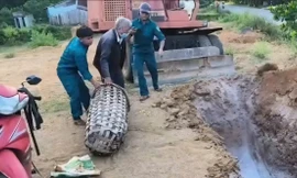 Chở lợn nhiễm dịch tả lên miền núi tiêu thụ bị bắt quả tang