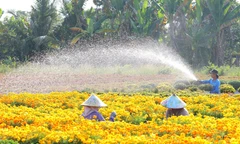 Làng hoa Sa Đéc rực rỡ chuẩn bị Festival Hoa – Kiểng