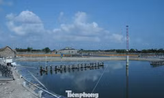 Khơi thông thủ tục chứng nhận cho tôm nguyên liệu xuất khẩu