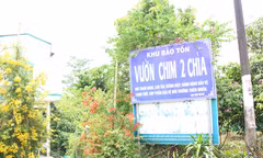 Sau lời khẩn cầu, sở ngành Vĩnh Long tìm cách bảo vệ vườn chim Hai Chìa