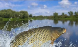 Loài cá quen thuộc ở châu Á khiến cả Tổng thống Mỹ Trump bận tâm 