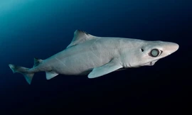 Sinh vật sót lại từ thời tiền sử đang bị đe dọa