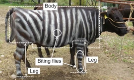 Ig Nobel 2025 gọi tên nghiên cứu ‘hóa trang’ bò thành ngựa vằn, pizza cho thằn lằn