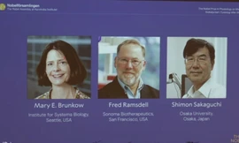 Ba chuyên gia miễn dịch ẵm giải Nobel Y học 2025