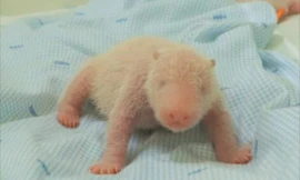 Gấu trúc đầu tiên ra đời ở Indonesia