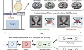 Lần đầu tiên ghi lại khoảnh khắc tế bào thần kinh ‘hôn và chạy’