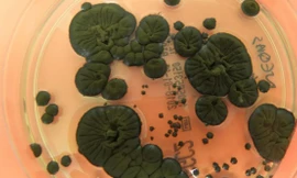 Loài nấm sinh sôi ở ‘vùng chết’ có thể bảo vệ phi hành gia