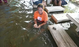 Thái Lan hứng đợt lũ nghiêm trọng nhất trong 3 thế kỷ, Malaysia sơ tán hàng vạn dân