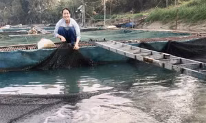 Cô gái 9X tiên phong đưa nghề nuôi cá lồng về dòng Phó Đáy