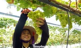 'Đột nhập' vườn nho sai trĩu, khách kéo đến mua chín không kịp 