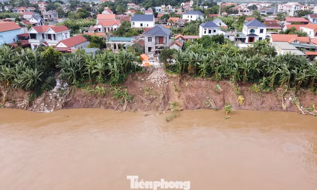 Phú Thọ xây dựng công trình khẩn cấp chống sạt lở đê sông Lô