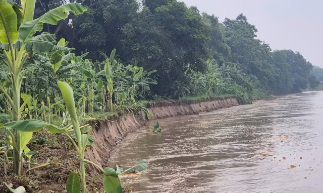Bờ sông Thao sạt lở nghiêm trọng