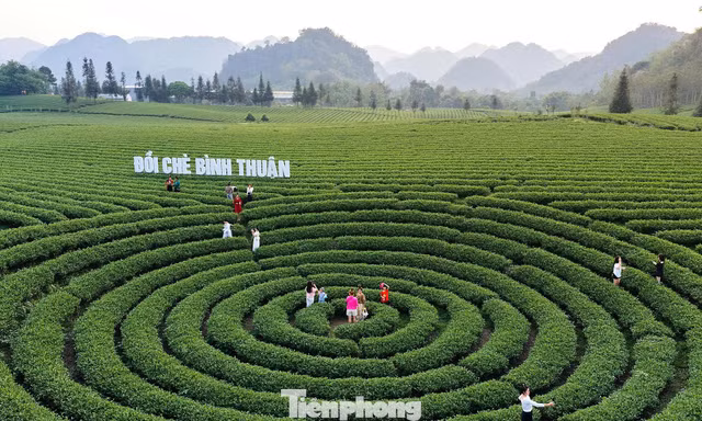 Ngắm những đồi chè tuyệt đẹp dưới chân đèo Pha Đin