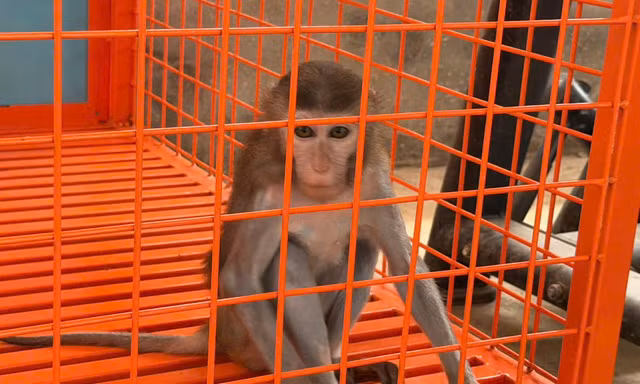Phát hiện khỉ vàng thuộc nhóm nguy cấp bị nuôi nhốt trái phép ở Phú Thọ