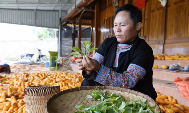Đồng bào Mông ở Pà Cò thoát nghèo nhờ 'báu vật' trăm tuổi