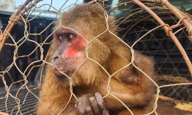 Cứu hộ, tái thả cá thể khỉ mặt đỏ quý hiếm về tự nhiên