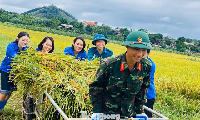 Bộ đội cùng thanh niên Phú Thọ gặt lúa giúp người dân trước bão 