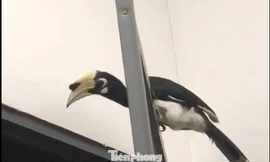 Chim lạ quý hiếm sà vào quán nhậu, chủ quán báo ngay cho kiểm lâm