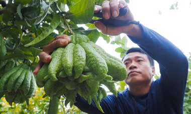 Làng trồng phật thủ ở ngoại thành Hà Nội rộn ràng vào vụ Tết Giáp Thìn