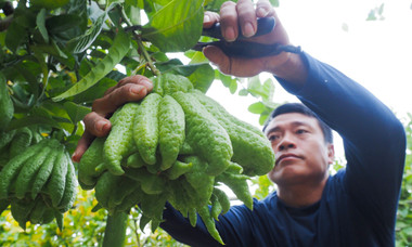 Làng trồng phật thủ ở ngoại thành Hà Nội rộn ràng vào vụ Tết Giáp Thìn