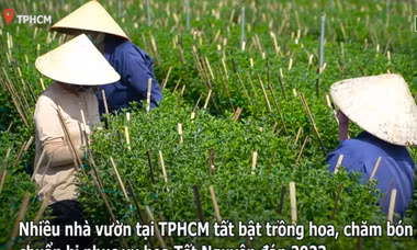 Làng hoa Tết tại TPHCM vào mùa, công nhân mất việc có nguồn thu mới