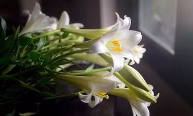 Hoa loa kèn đầu mùa giá cao nhưng chị em Hà thành vẫn tấp nập đặt mua