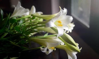 Hoa loa kèn đầu mùa giá cao nhưng chị em Hà thành vẫn tấp nập đặt mua