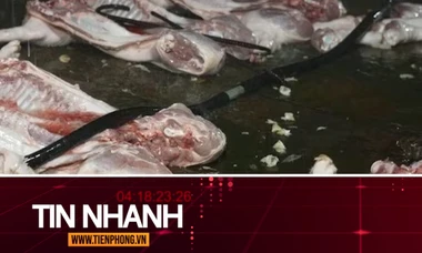 TIN NHANH: Cá biển có màu đỏ; Lời khai của các đối tượng giết mổ, tiêu thụ lợn bệnh