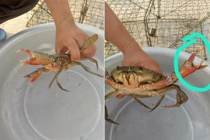 Giải mã hiện tượng con cua Cà Mau có “2 càng rưỡi”: Vì sao, có ăn được không?