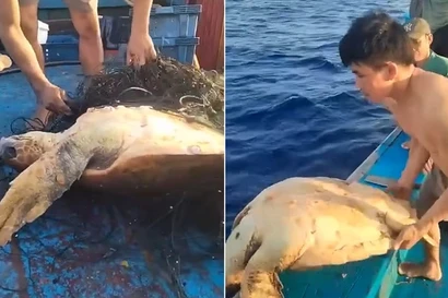 Hiện tượng "rùa bơi đến thuyền để cầu cứu ngư dân" được giải thích thế nào?