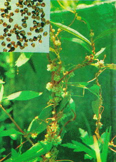 5 bài thuốc trị động thai